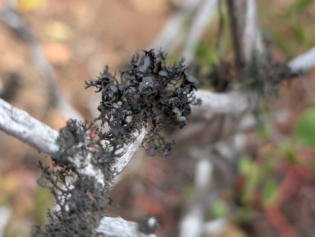 Flattened Thornbush Lichen at East Weaver Creek on October 12, 2025 by Ren Redlich