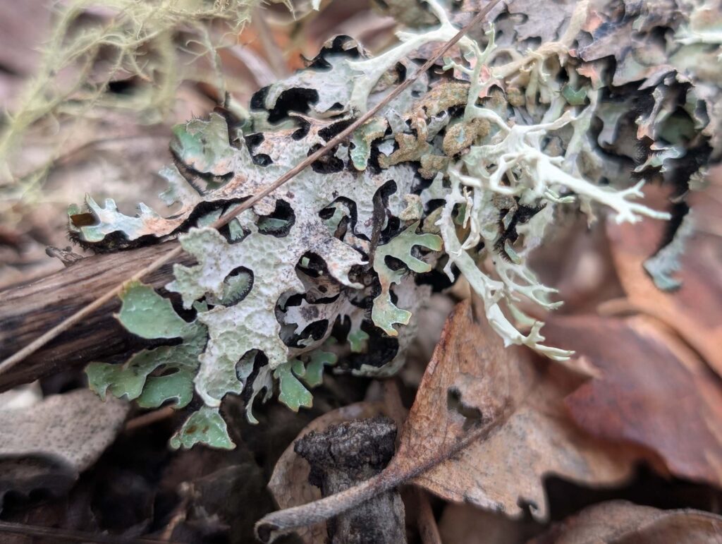 Various Lichen species at East Weaver Creek on October 12, 2025 by Ren Redlich