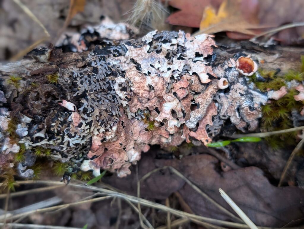 Shield lichen at East Weaver Creek on October 12, 2025 by Ren Redlich