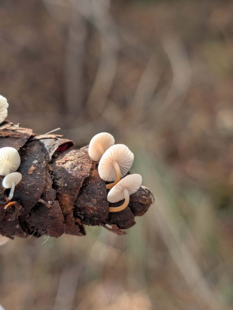 Fir-cone mushrooms
