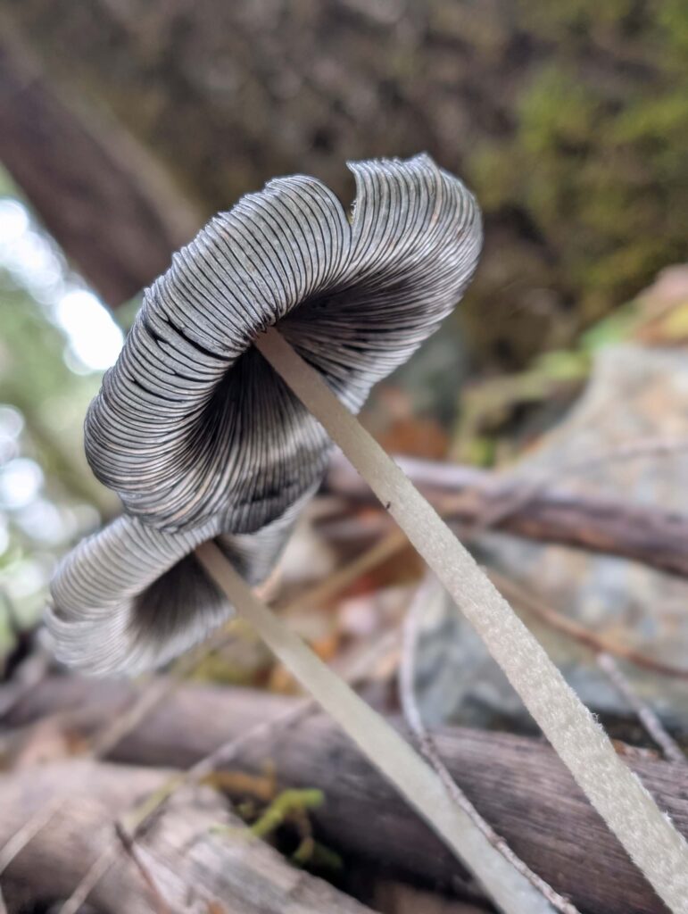 hare's foot inkcapat East Weaver Creek on October 12, 2025 by Ren Redlich