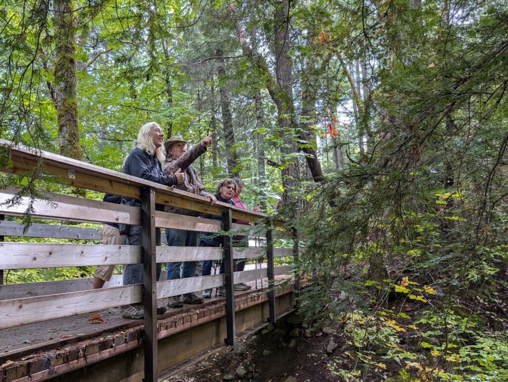 Hikers looking at a Pacific yew tree at East Weaver Creek on Octiber 12, 2025 by Ren Redlich