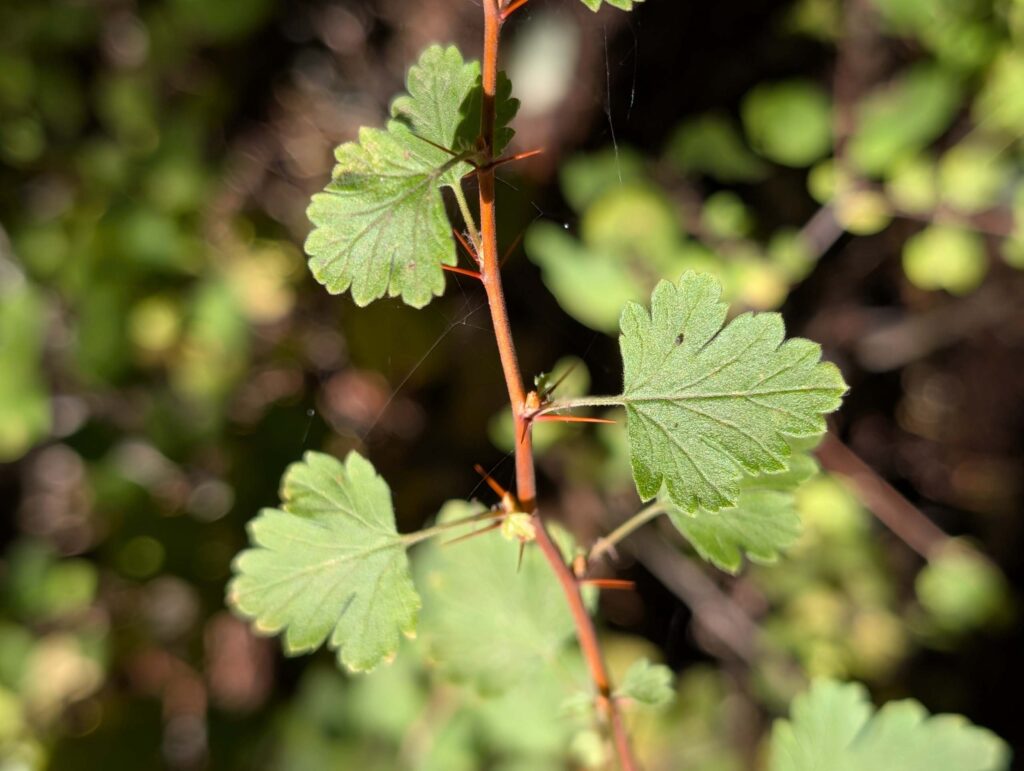 Sierra Gooseberry at McCloud River Falls trail by Ren Redlich