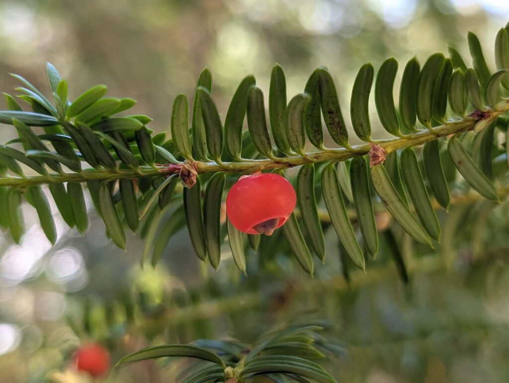 Pacific yew at McCloud River Falls trail by Ren Redlich