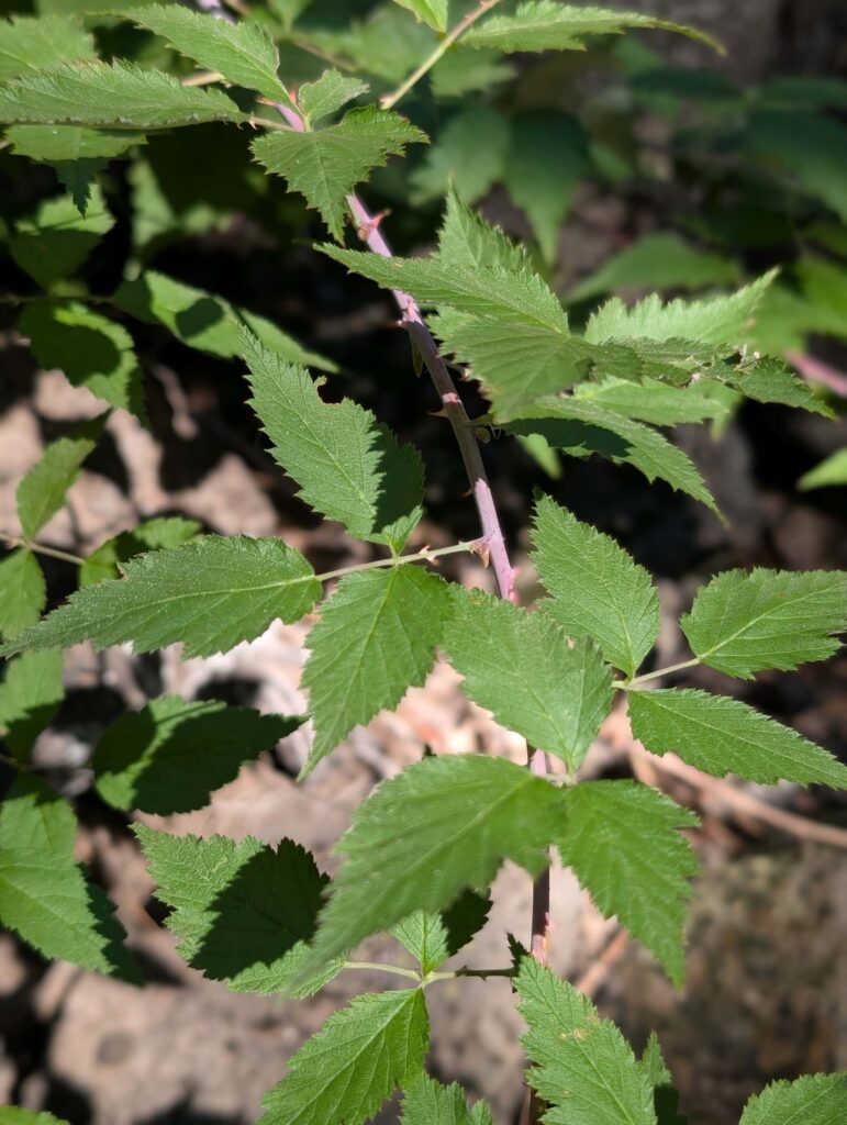 whitebark raspberry at McCloud River Falls trail by Ren Redlich