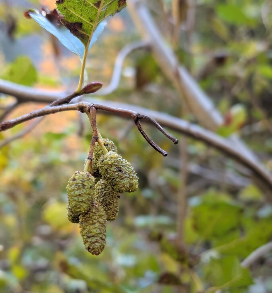 white alder catkins at McCloud River Falls trail by Ren Redlich