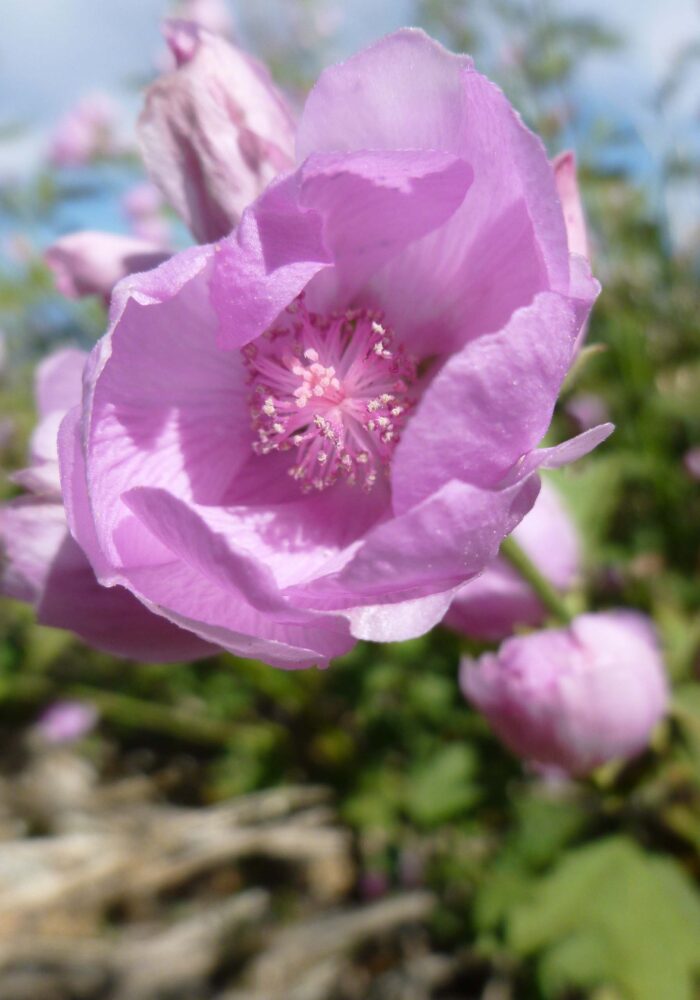 Baker's globe mallow flower. J. Nelson.
