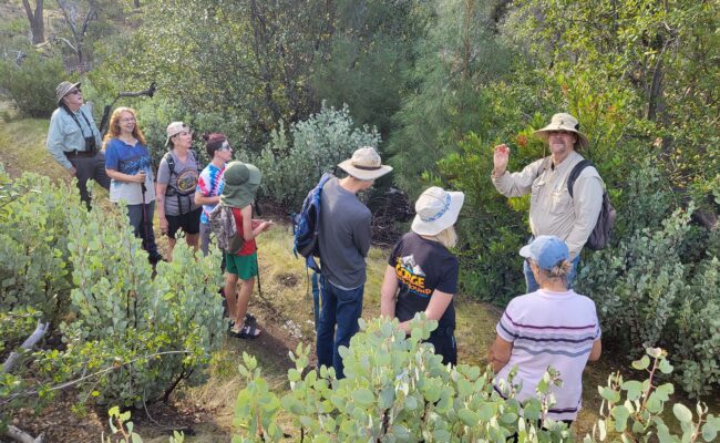 David talking to the hikers about toyon. D. Mandel.