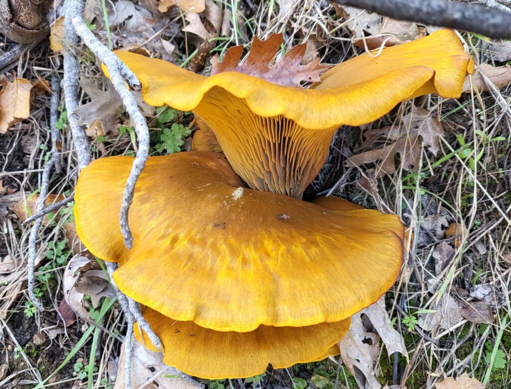 Western jack-o'-lantern mushroom. D. Mandel.