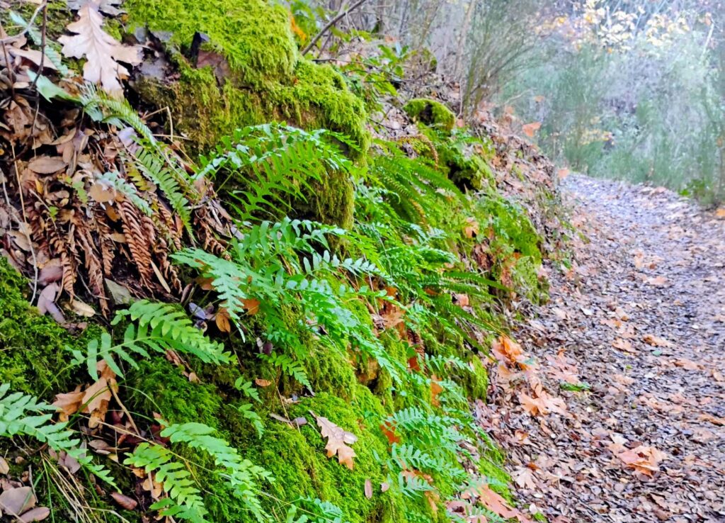 Ferns and mosses on the Upper Sacramento Ditch Trail. D. Ledger.