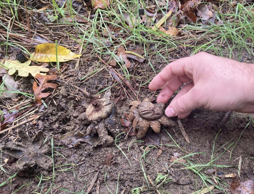 Earth stars. H. White-Wolfe.