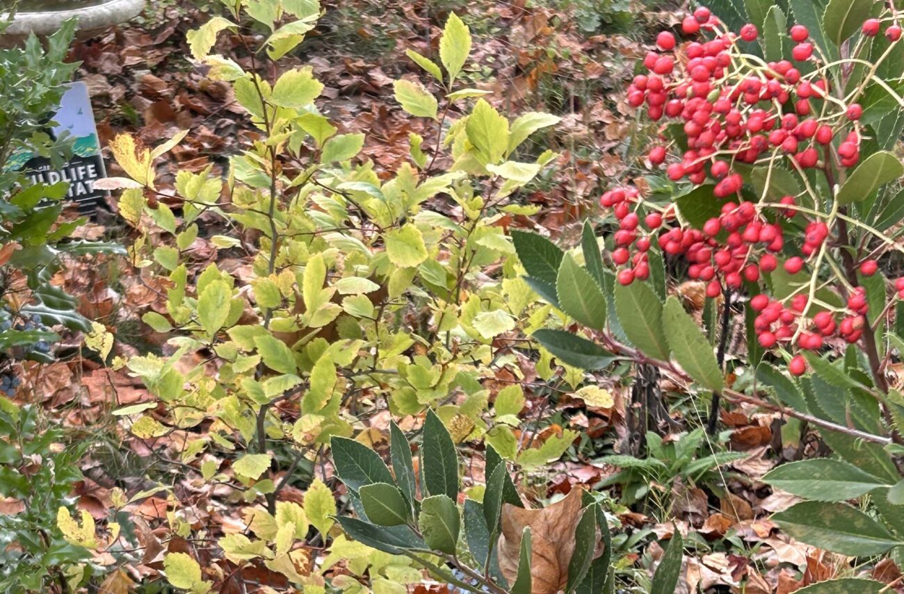 oregon grape, Douglas' hawthorne, and toyon. MA. McCrary.