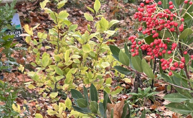 oregon grape, Douglas' hawthorne, and toyon. MA. McCrary.