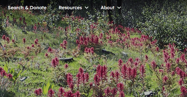 Shasta Chapter CNPS' NSGT page banner.