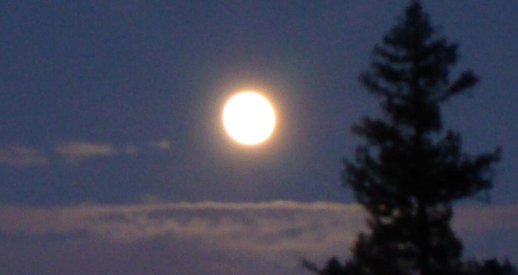 Beaver moon. D. Burk.