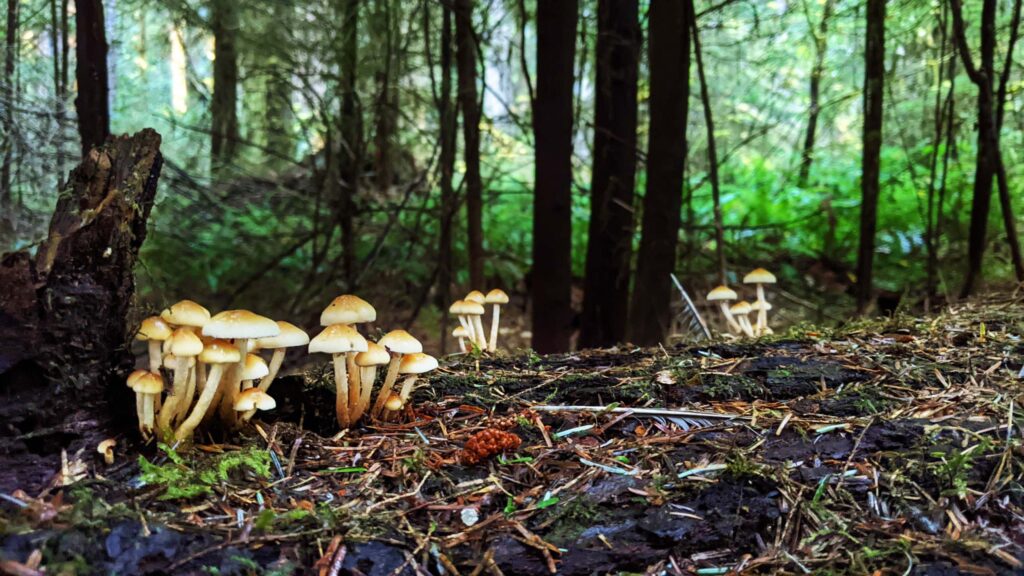 Mushrooms. R. Redlich.