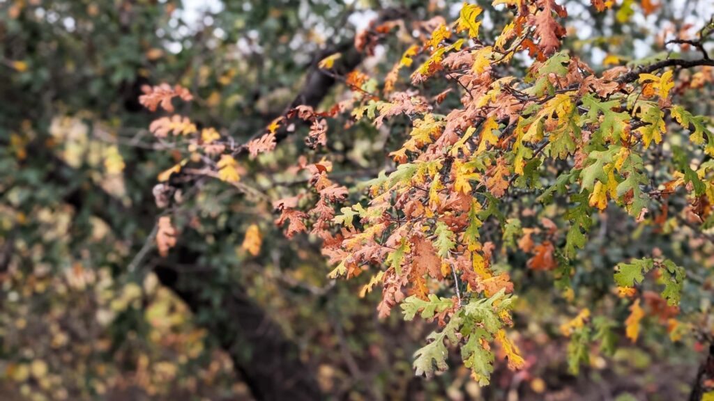 Oak leaves turning fall colors. R. Redlich.