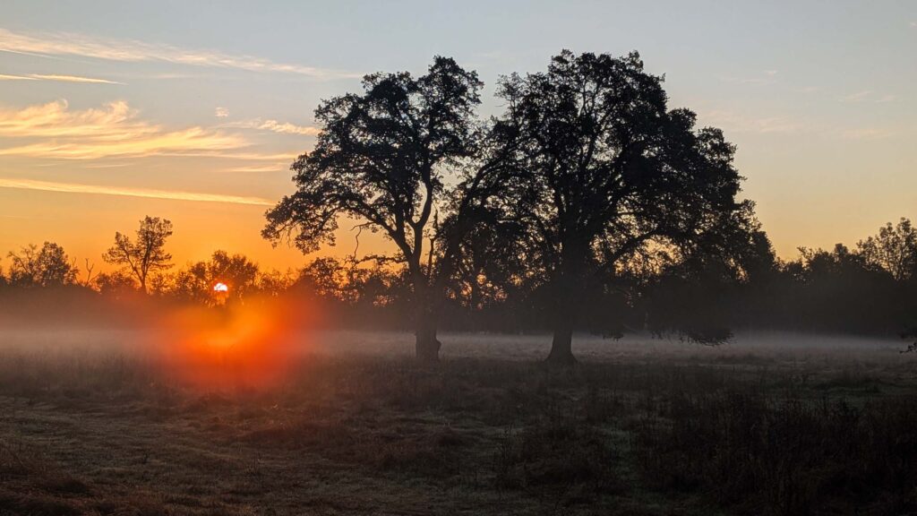 Sunrise thru oaks. R. Redlich.