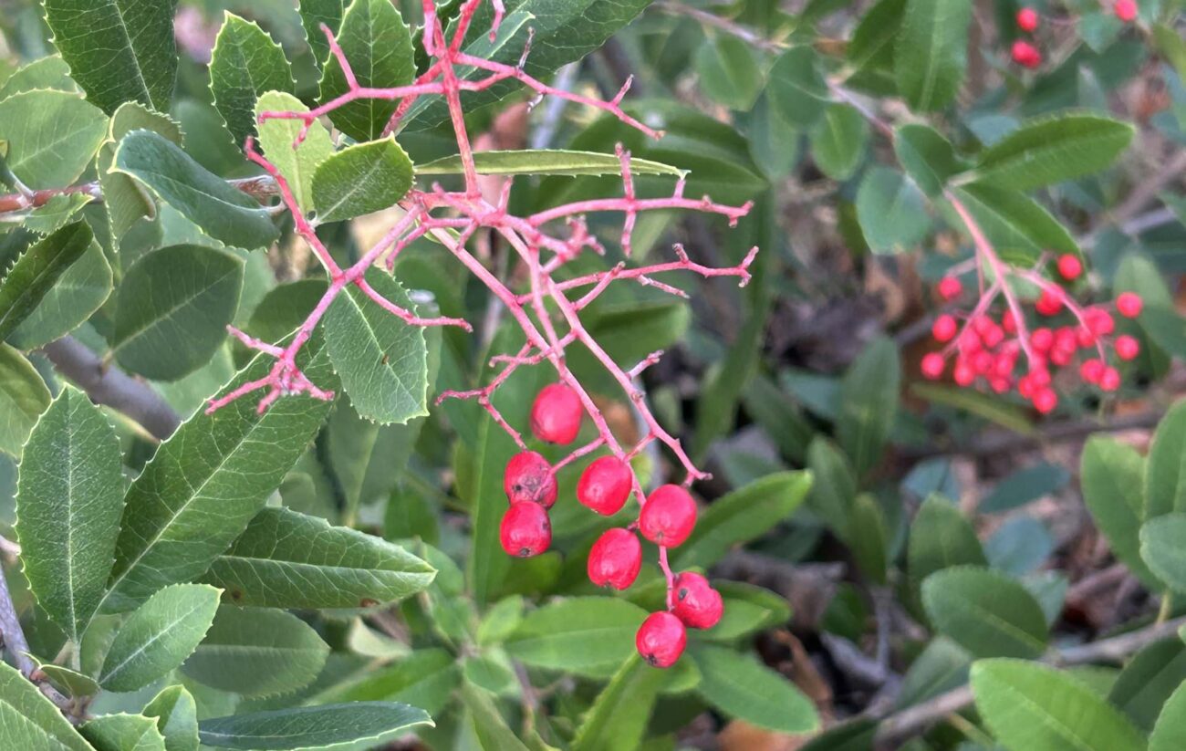 Toyon berries. MA McCrary.
