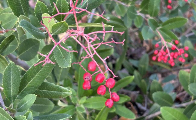 Toyon berries. MA McCrary.