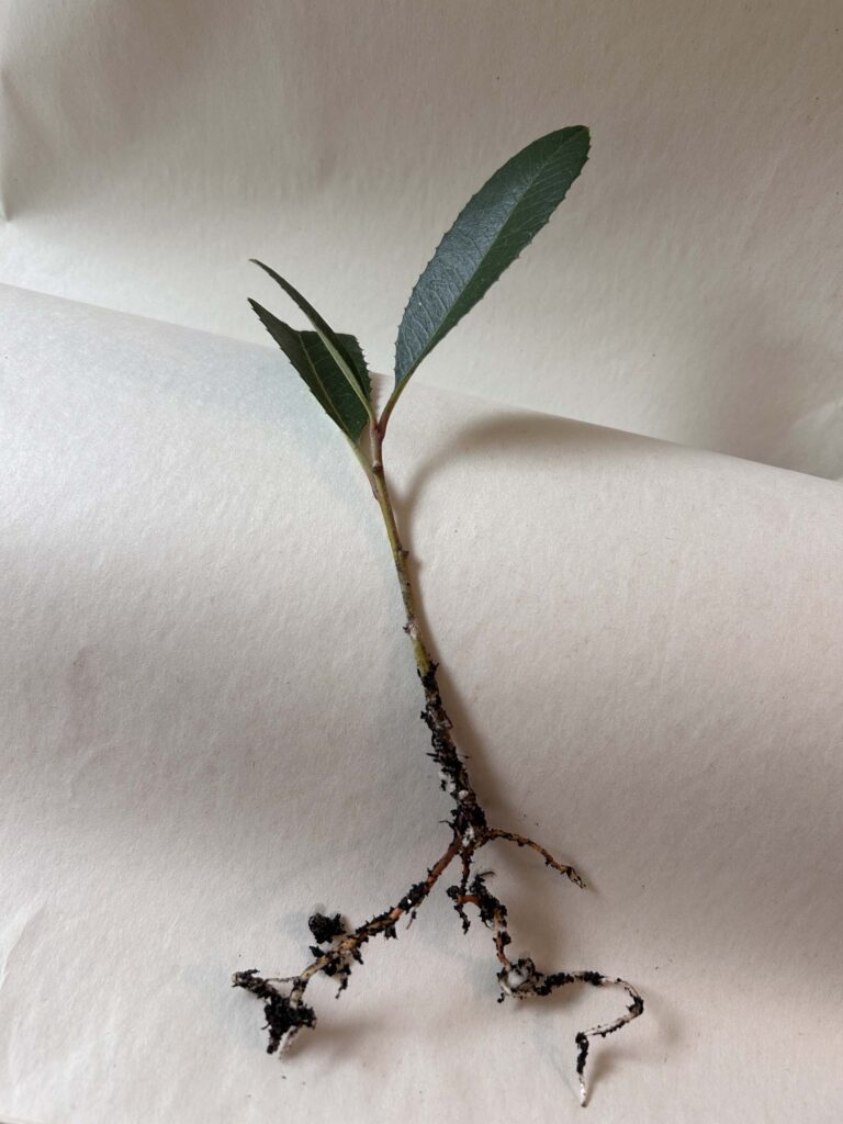 Rooting toyon. MA McCrary.