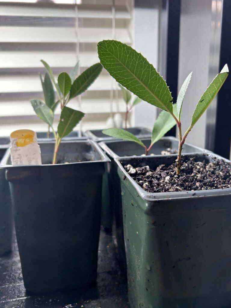 Toyon in small containers. MA McCrary.