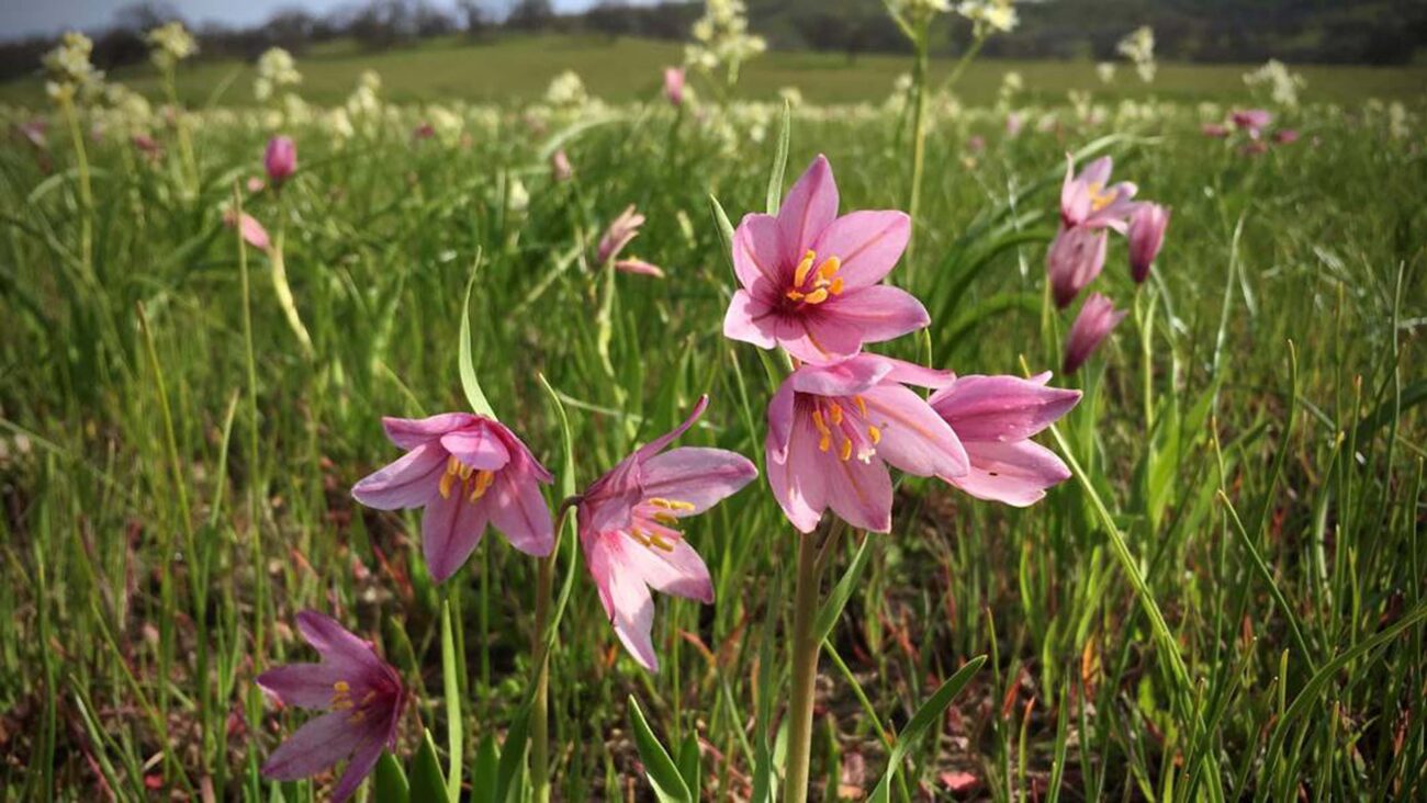 Pink adobe lily (Fritillaria pluriflora) at Dye Creek Preserve, Tehama County. Photo by Andrea Craig.