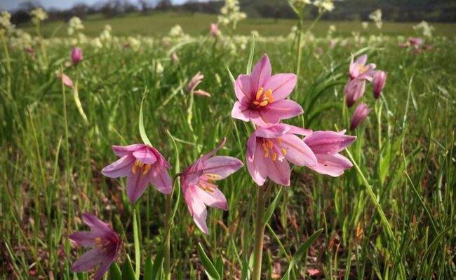 Pink adobe lily (Fritillaria pluriflora) at Dye Creek Preserve, Tehama County. Photo by Andrea Craig.