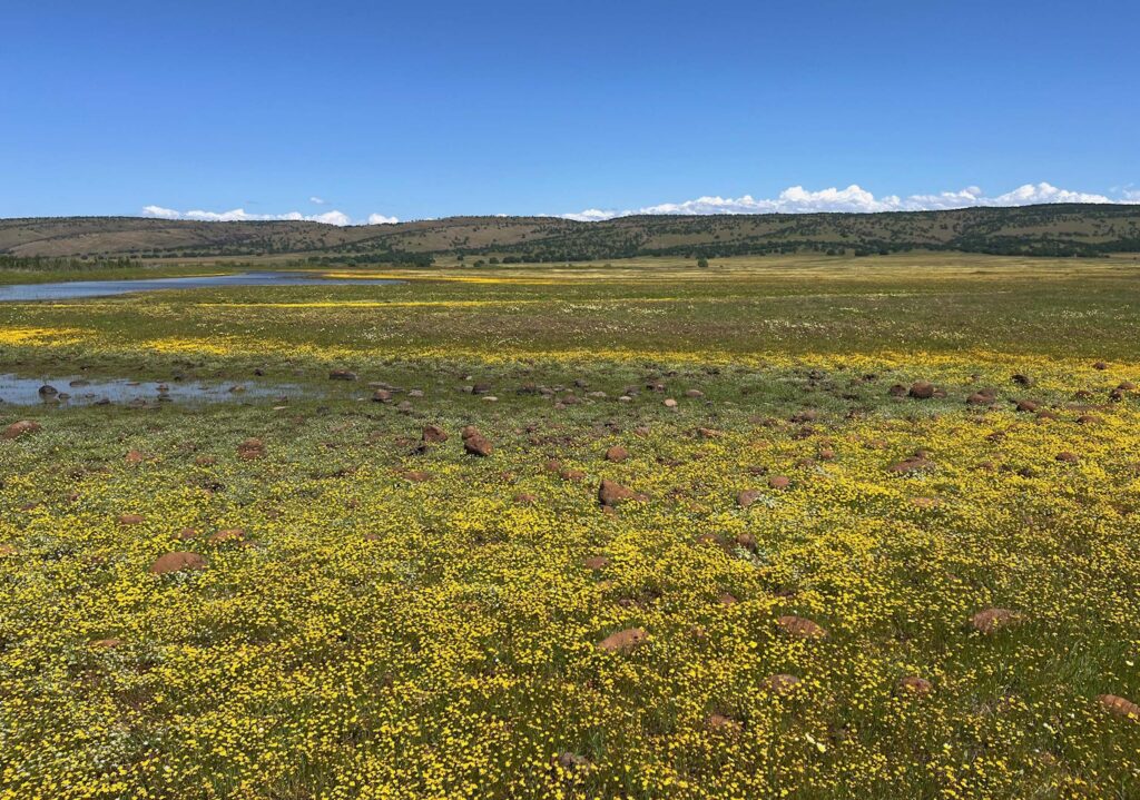 Small yellow flowers in vernal pools at the Dye Creek Preserve in Tehama County. Photo by Andrea Craig.
