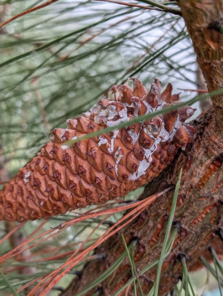 Cone of the knobcone pine. On the trail to Top of the World. January 1, 2026. R. Redlich.