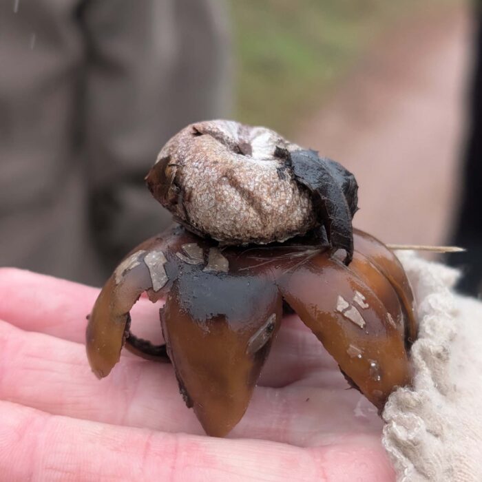 Earthstar mushroom closer view. On trail to Top of the World. January 1, 2026. R. Redlich.