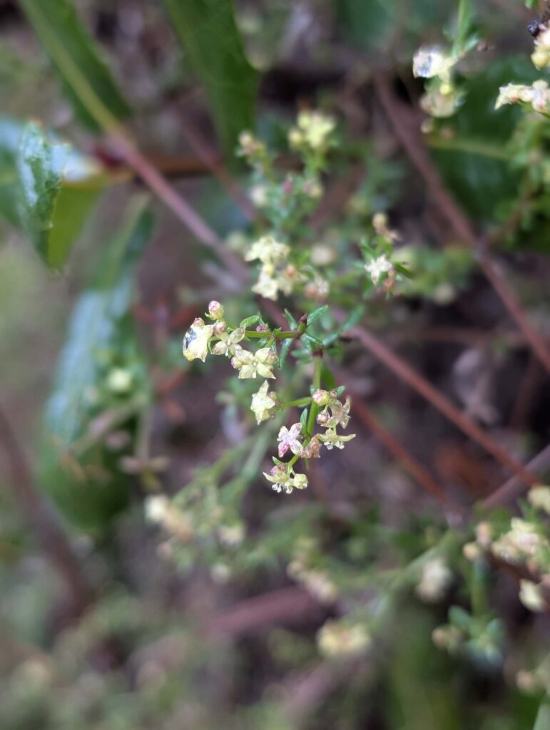 Climbing bedstraw. On the trail to Top of the World. January 1, 2026. R. Redlich.
