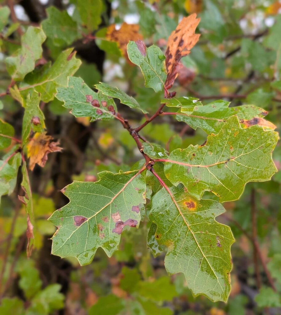 Oracle oak. Top of the World. January 1, 2026. R. Redlich'