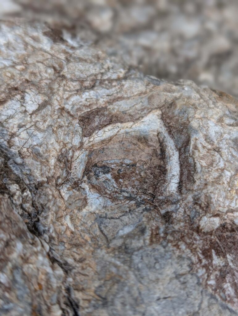 A fossil in a Limestone boulder. On the trail to Top of the World. January 1, 2026. R. Redlich.