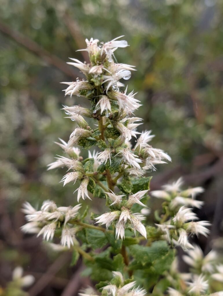 Coyote brush (Baccharis pilularis) in bloom. On the trail to Top of the World. January 1, 2026. R. Redlich.