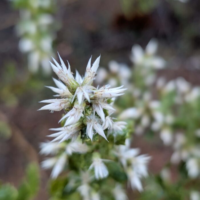 Coyote brush in bloom. On the trail to top of the World. January 1, 2026. R. Redlich.