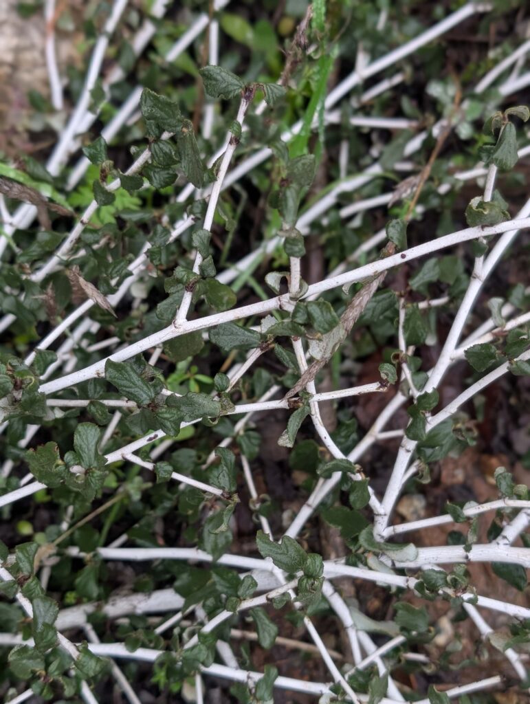 Lemmon’s ceanothus (Ceanothus lemmonii). On the trail to Top of the World. January 1, 2026. R. Redlich.