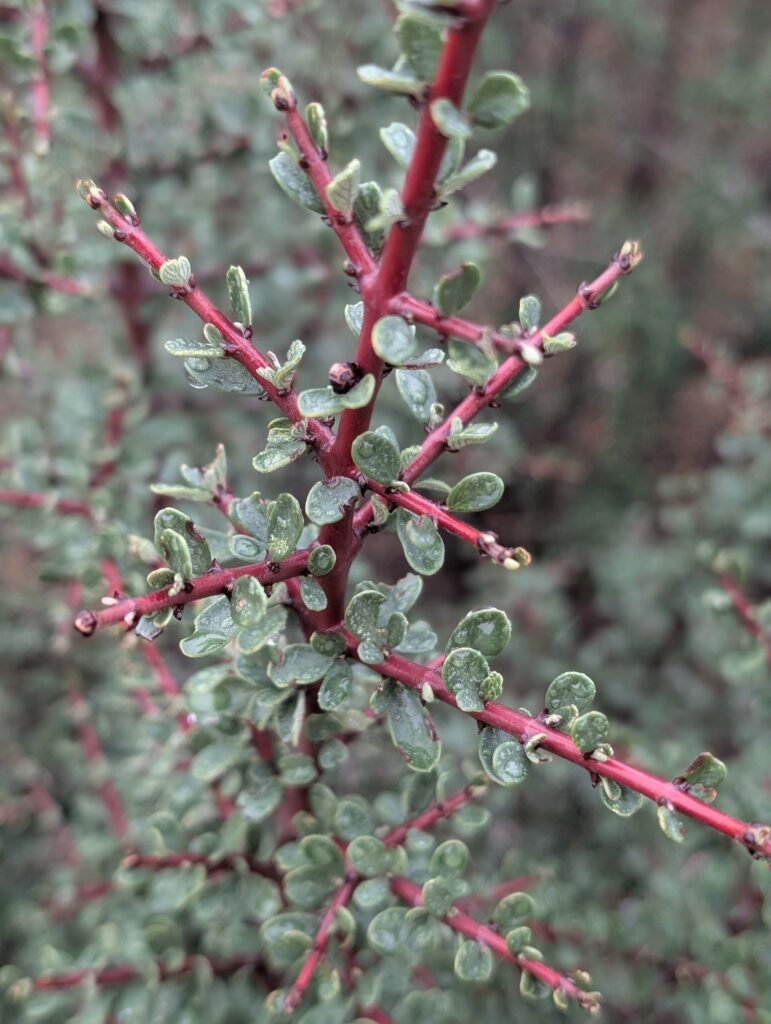 Buckbrush (Ceanothus cuneatus). On the trail to Top of the World. January 1, 2026. R. Redlich.