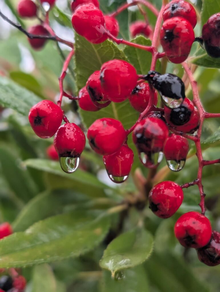Toyon berries. On the trail to Top of the World. January 1, 2026. R. Redlich.