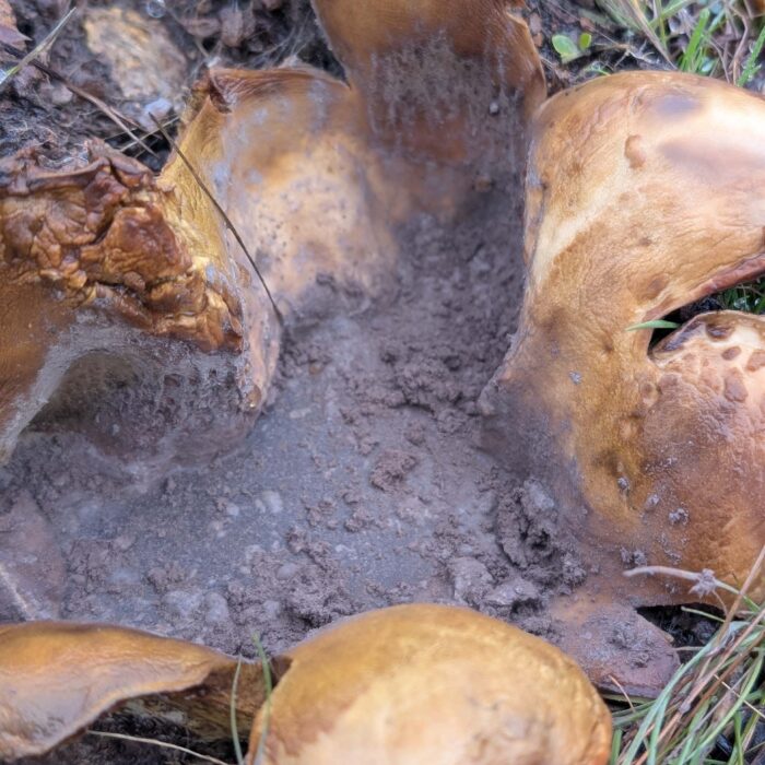 Earthstar mushroom on trail to Top of the World. January 1, 2026. R. Redlich.