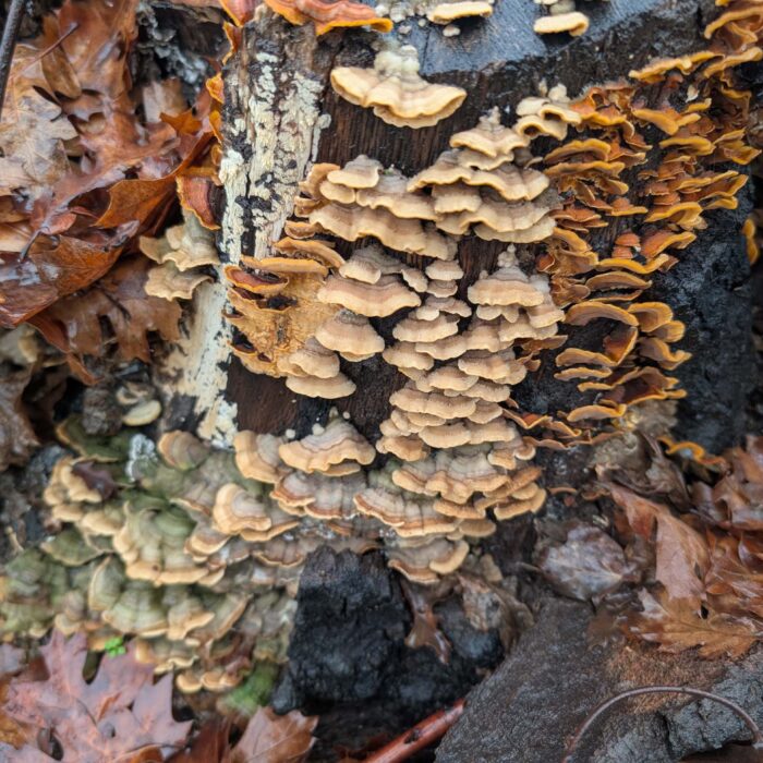 Various fungi on the trail to Top of the World. January 1, 2026. R. Redlich.