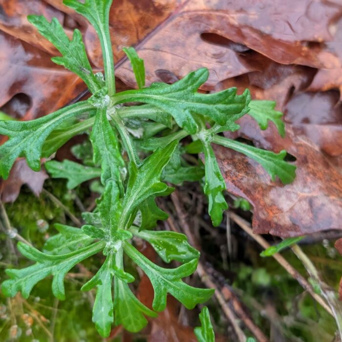 Common woolly sunflower on the trail to Top of the World. January 1, 2026. R. Redlich.