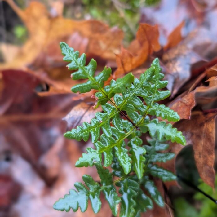 Goldback fern (Pentagramma triangularis). On the trail to top of the World. January 1, 2026. R. Redlich.