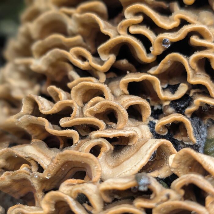 Hairy curtain crust (Stereum hirsutum) on the trail to Top of the World. January 1, 2026. R. Redlich.