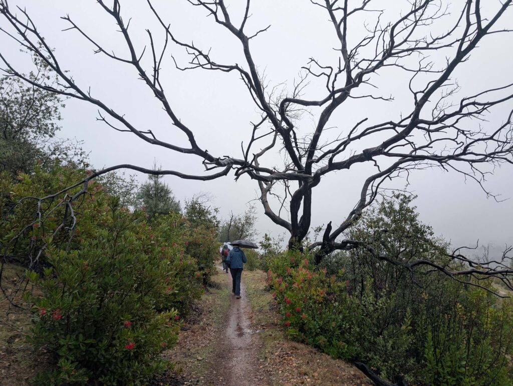 Hiker in the fog and rain framed by a leafless tree. On the field trip to Top of the World. January 1, 2026. R. Redlich.