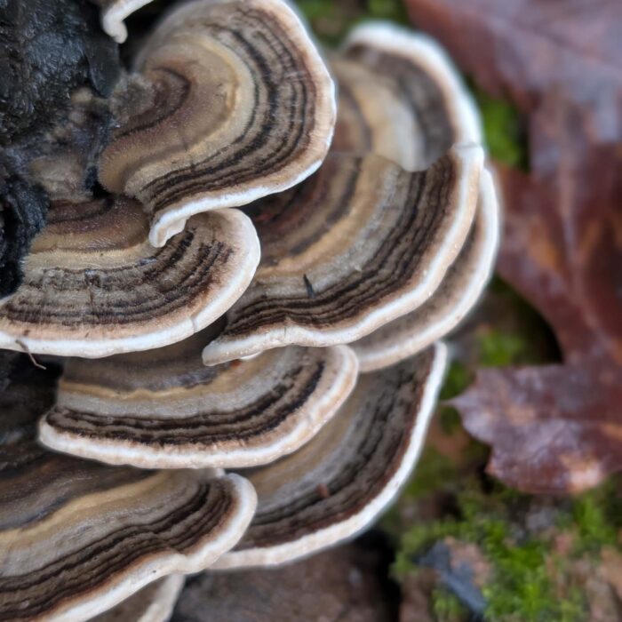 Turkey-tail fungus. On the trail to Top of the World. January 1, 2026. R. Redlich.