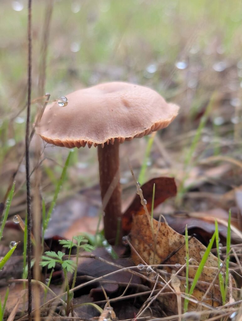 Deceiver mushroom. Cloverdale Loop Trail. January 4, 2026. R. Redlich.