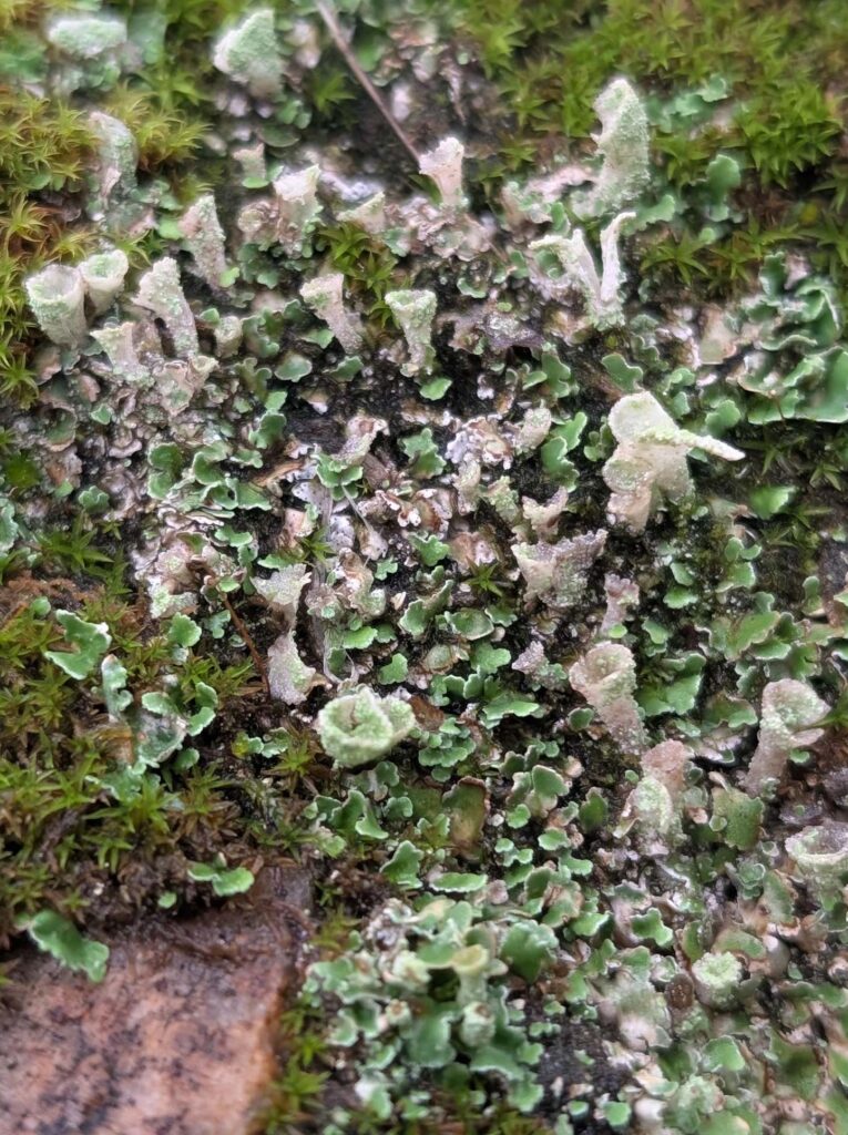 Pixie cup lichen. Cloverdale Loop Trail January 4, 2026. R. Redlich.