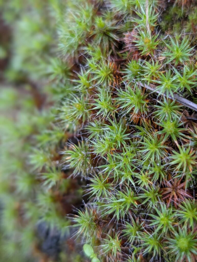 Haircap moss.  Cloverdale Loop Trail.  January 4, 2026.  R. Redlich.