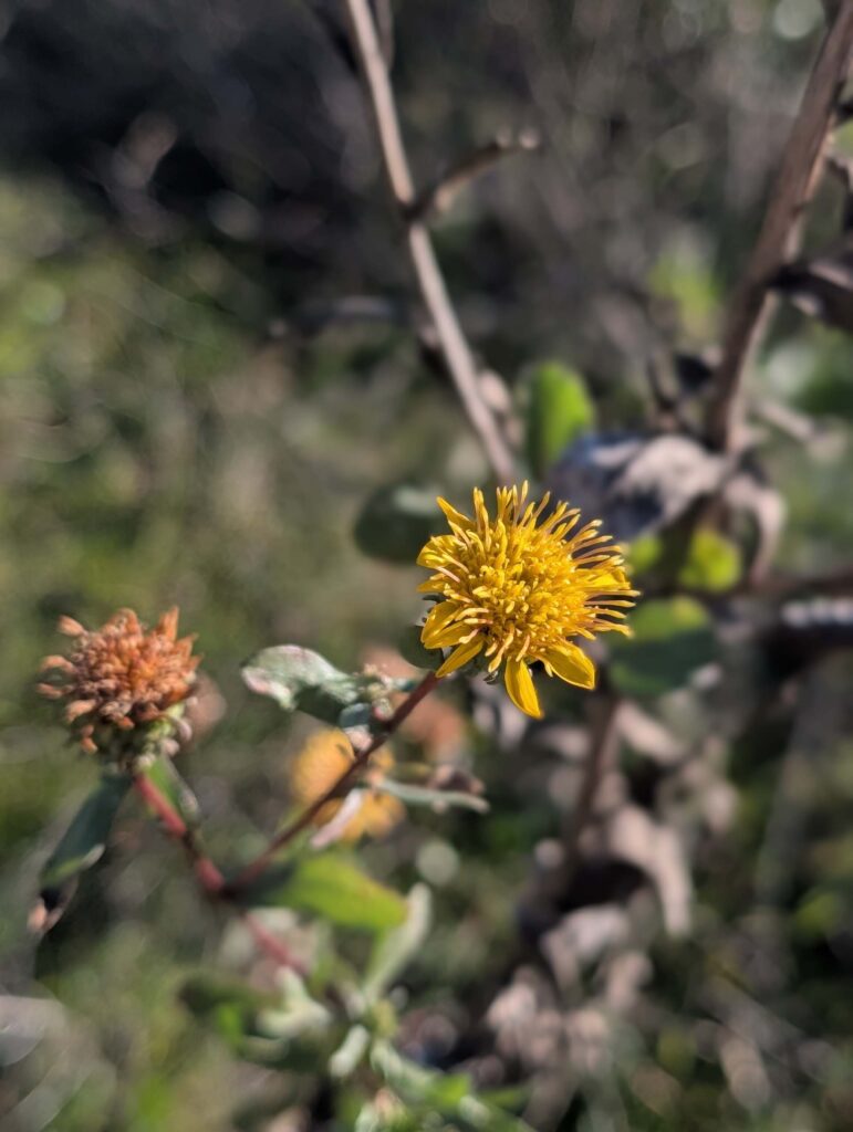Great Valley gumweed